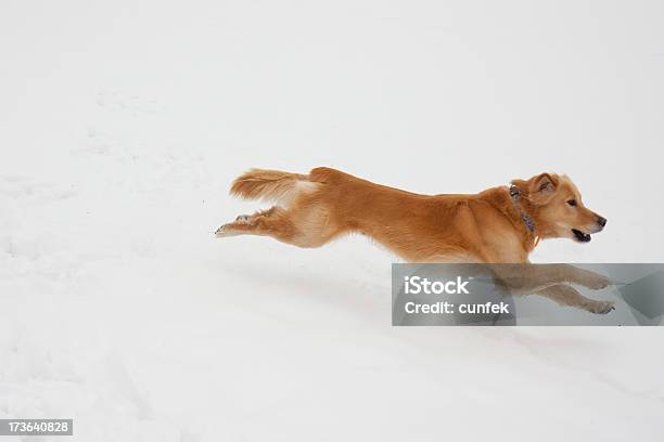 Foto de Corrida Na Neve e mais fotos de stock de Correr - Correr, Cão, Labrador Dourado - Cão de Busca