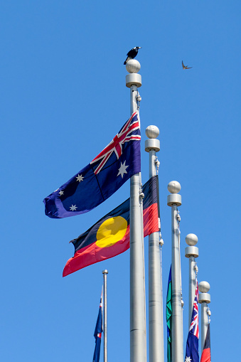 The Australian and Australian Aboriginal flags fly on flagpoles outside Parliament House, Canberra. Perched on one flagpole is a currawong, while a hawk or falcon patrols overhead. In the background is the Australian flag and flagpole on Parliament House.  This image was taken on a sunny afternoon on 8 October 2023.