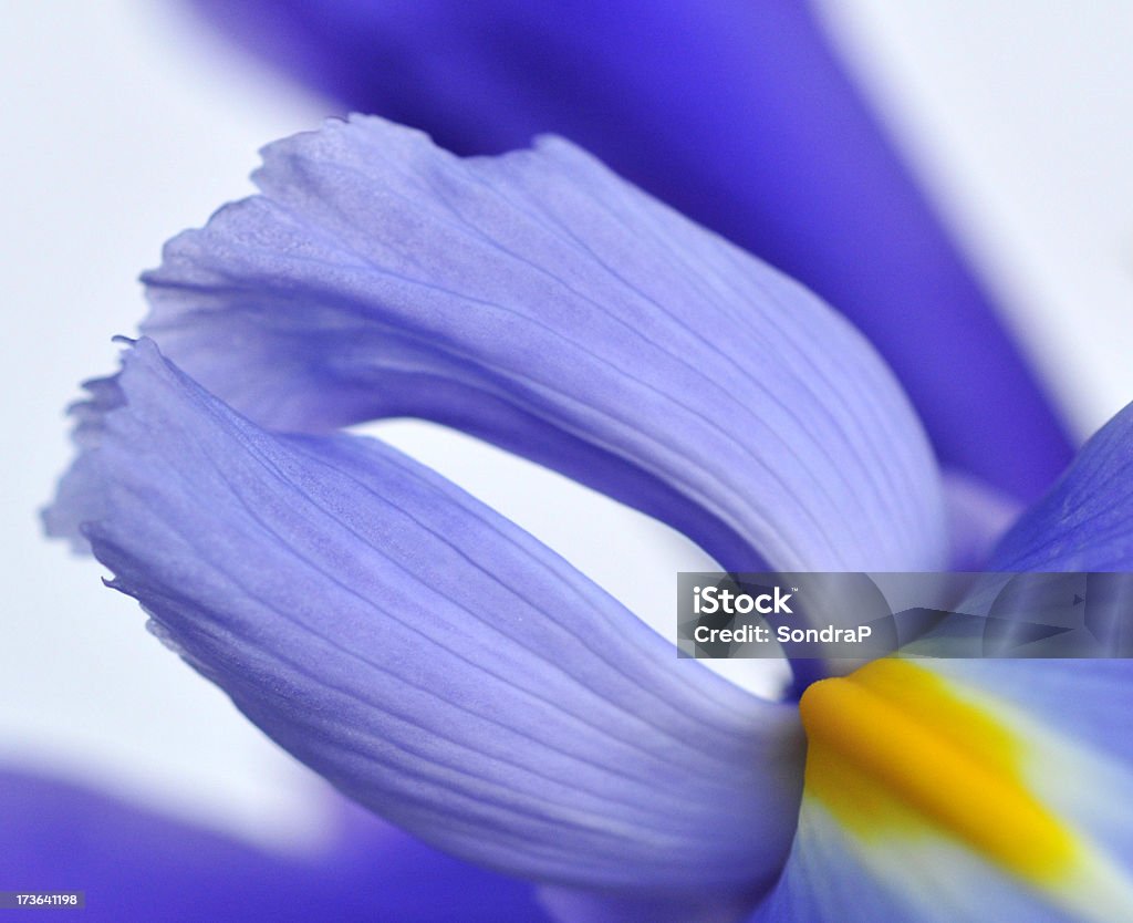 Iris Abstract Abstract of Siberian Iris. For more flowers (click Abstract Stock Photo