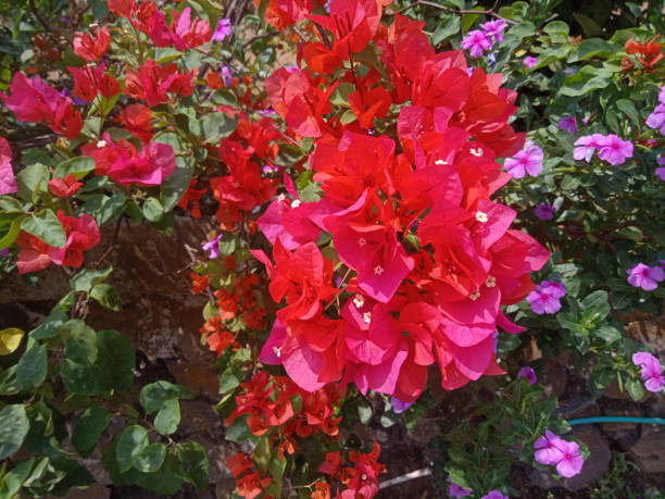 istock red paper flower background 1736412946