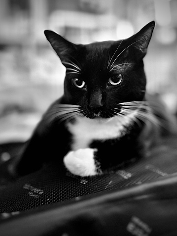 Black and whit photo of cat