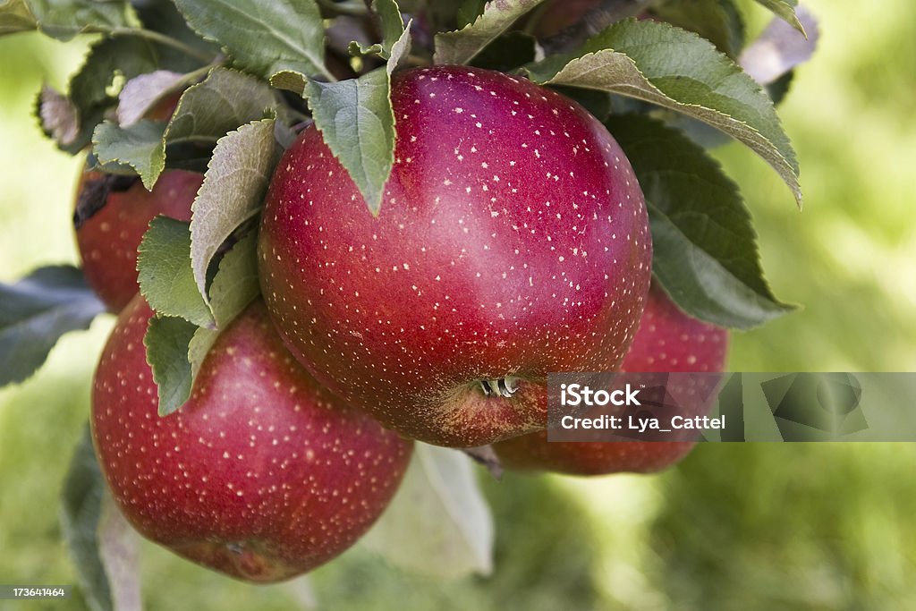 Apple tree huertos # 53 - Foto de stock de Agosto libre de derechos