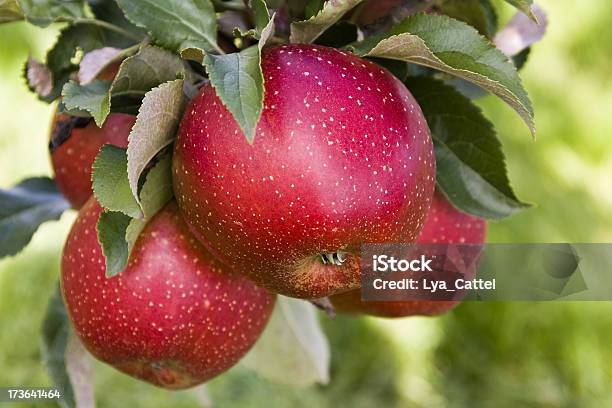 Apple Tree Huertos 53 Foto de stock y más banco de imágenes de Agosto - Agosto, Agricultura, Aire libre