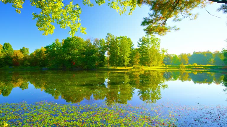 Morning in Forest. Pond, Tree, Meadow