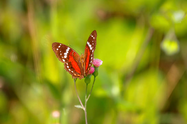 Photo of a butterfly on an old handmade paper printed with an abstract red pattern.