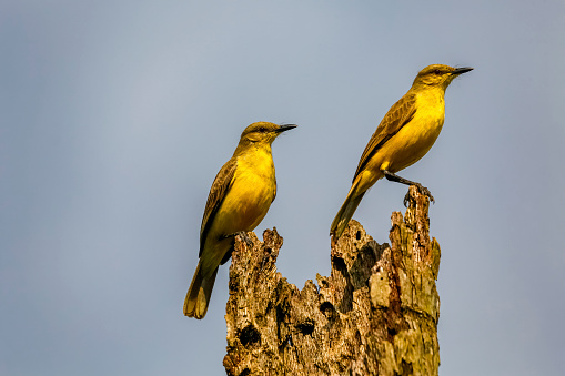 Two Cattle tyrants (machetornis rixosa,) looking to the right an perched on a wrotten palm trunk against blue sky, Manizales, Colombia