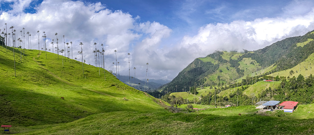 Panorama of Cocora Valley with grassy mountains and isolated wax palms in light and shadow with white clouds and blue sky, Colombia