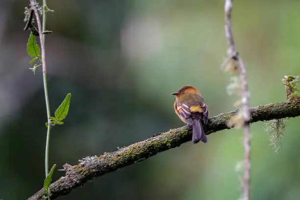 Photo of Cinnamon flycatcher (Pyrrhomyias cinnamomea) perched on a branch, rear view, against blurred natural background, Cocora Valley, Colombia