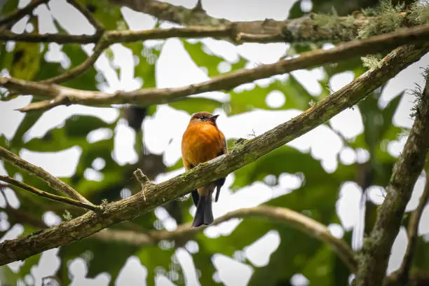 Photo of Cinnamon flycatcher (Pyrrhomyias cinnamomea) perched on a branch, front view, against blurred natural background, Cocora Valley, Colombia