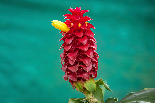 Close-up of a red Spiral ginger (Costus barbatus) inflorescences with a yellow blossom against blue-green blurred background, Salento, Colombia