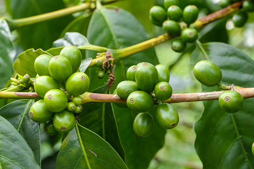 Close-up of a coffee plant with green beans, coffee farm, Salento, Colombia