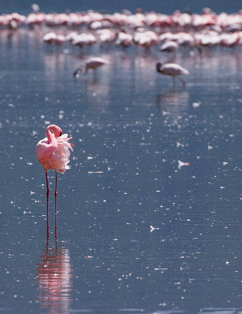 istock Flamingos on Lake Nakuru 173642778