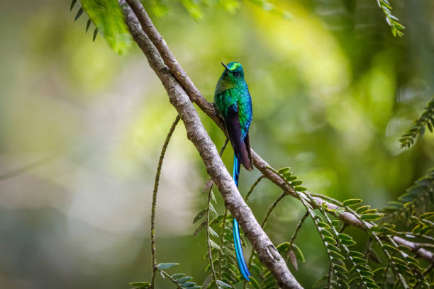 Shiny long-tailed sylph (Aglaiocercus kingii) facing camera perched on a hanging branch, natural  green background, Valle de Cocora, Columbia