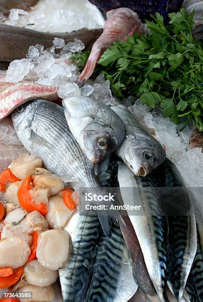 Captura Do Dia - Fotografias de stock e mais imagens de Captura de Peixe - Captura de Peixe, Cavala, Comida