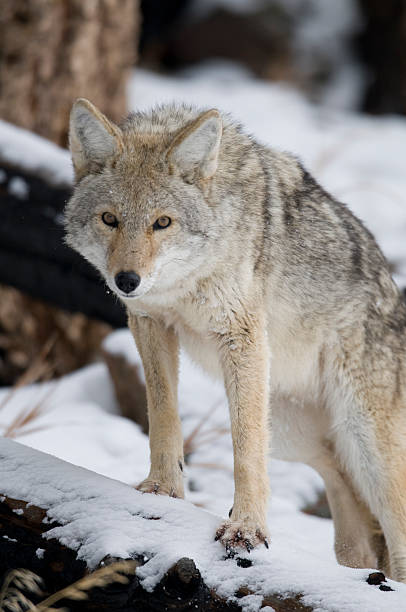 Coyote sobre login - foto de acervo