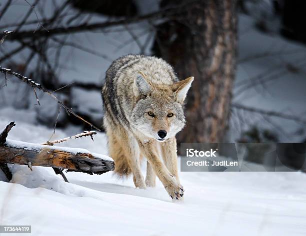 Coyote Que Fluye A Través De La Nieve En Una Misión De Caza Foto de stock y más banco de imágenes de Coyote