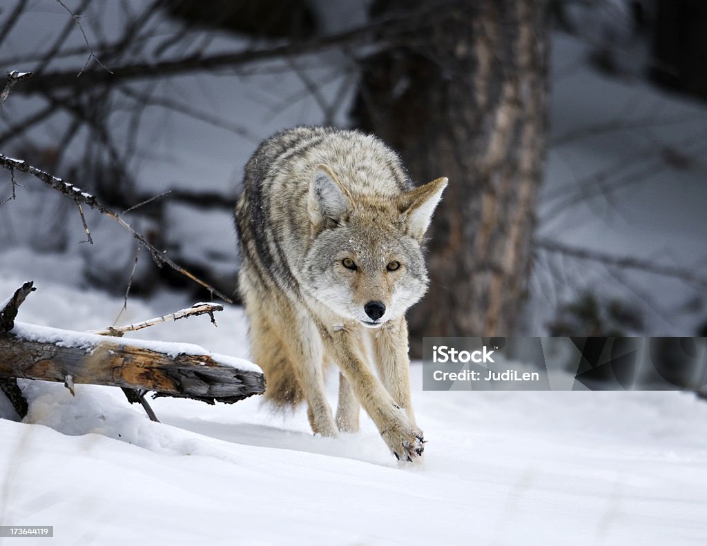coyote traverse la neige sur une mission de chasse - Photo de Coyote libre de droits