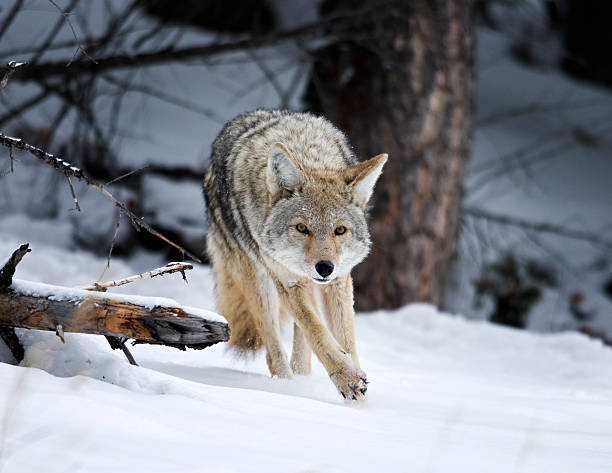 istock coyote running through the snow on a hunting mission 173644119