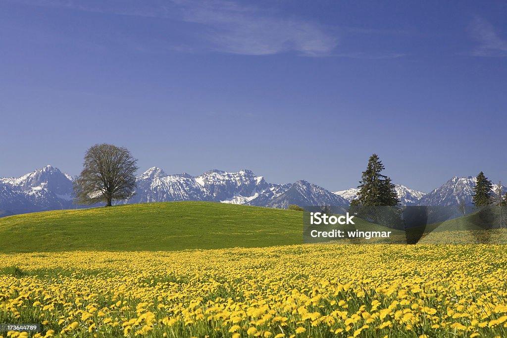 spring meadow bavarese - Foto stock royalty-free di Albero