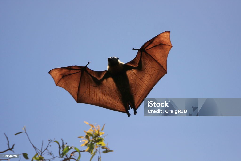 Flying Fox A flying fox flies over a treeTo see a range of flying fox images please visit this lightbox Animal Stock Photo