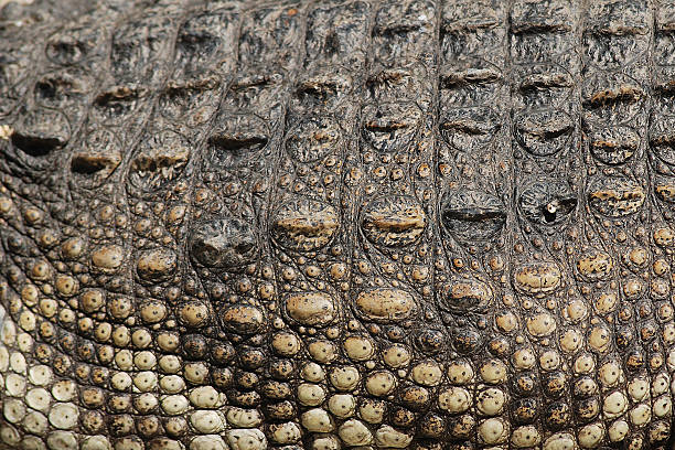 istock Crocodile skin close-up 173644863