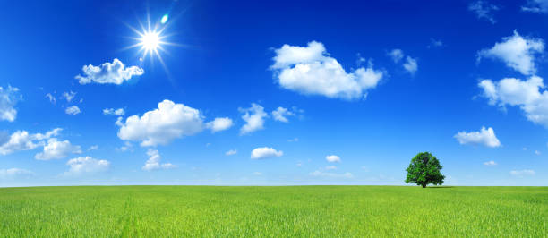 istock Green field and lonely tree - Landscape 173645285