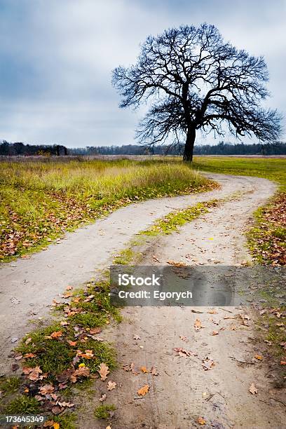 Strada Di Terra - Fotografie stock e altre immagini di Albero - Albero, Cielo minaccioso, Natura