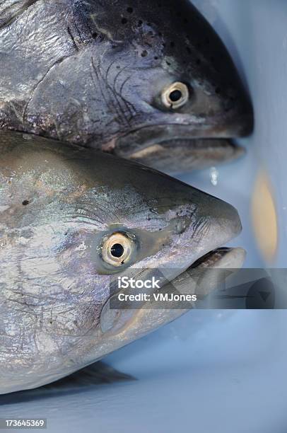 Due Salmone Pesce Primo Piano - Fotografie stock e altre immagini di Acido - Acido, Acquacoltura, Alimentazione sana