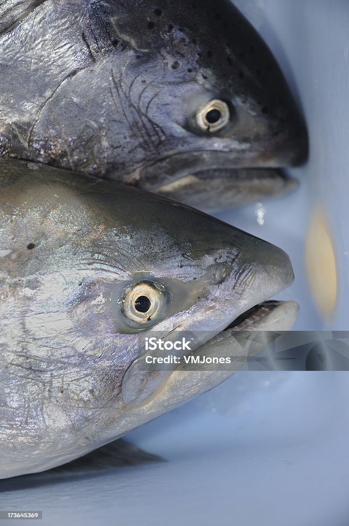 Dois de salmão, peixe Close-Up - Foto de stock de Alimentação Saudável royalty-free