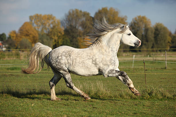 Grey welsh mountain pony stallion running stock photo