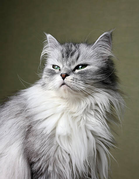 istock Portrait of a cat 173645742