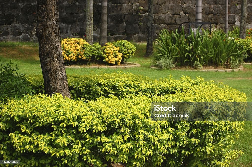 植物の木の写真を - コンクリートのロイヤリティフリーストックフォト