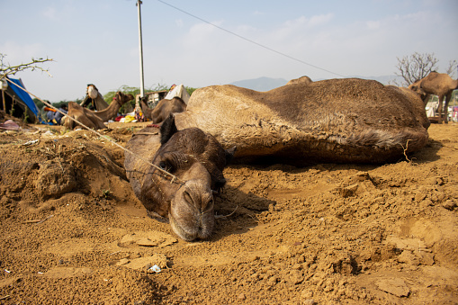 Camels in Pushkar Camel Fair in India