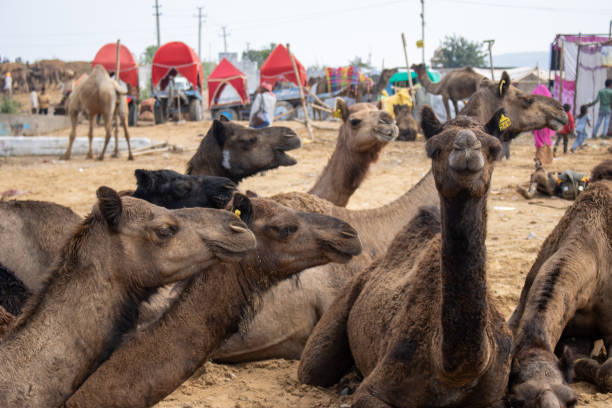 istock Pushkar Camel Fair in India 1736461895