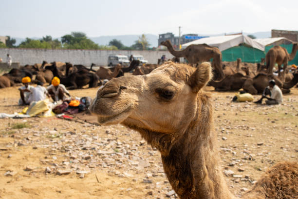 istock Pushkar Camel Fair in India 1736461935
