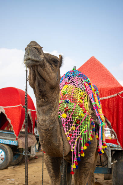 istock Pushkar Camel Fair in India 1736461938