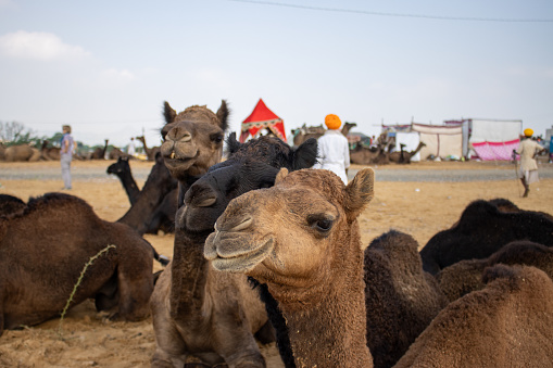 The camel fair in Rajasthan desert, India