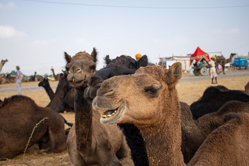 Camel Cart at Pushkar Camel Fair (Pushkar Mela) in Pushkar, Rajasthan, India