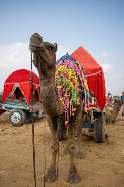 istock Pushkar Camel Fair in India 1736462115