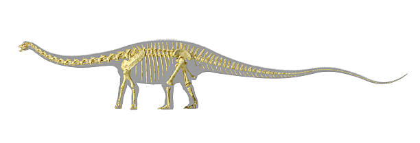 Fossil Skeleton of Dinosaur Stegoceratops isolated on white background. 3D render