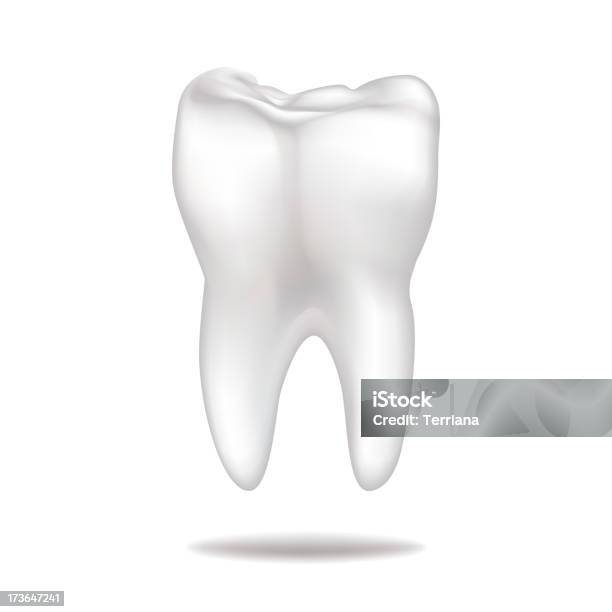 Gesunde Zahn Stock Vektor Art und mehr Bilder von Anatomie - Anatomie, Bedecken, Biologie