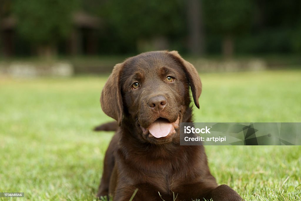 Młody breed Czekoladowy Labrador Pies - Zbiór zdjęć royalty-free (Brązowy)