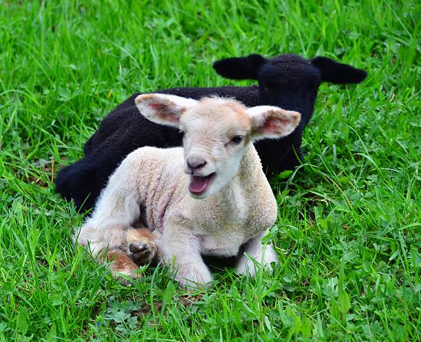 istock Two lambs are sitting in a meadow 173648778