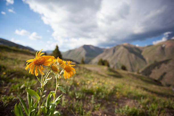 istock rocky mountain wildflower landscape 173648983