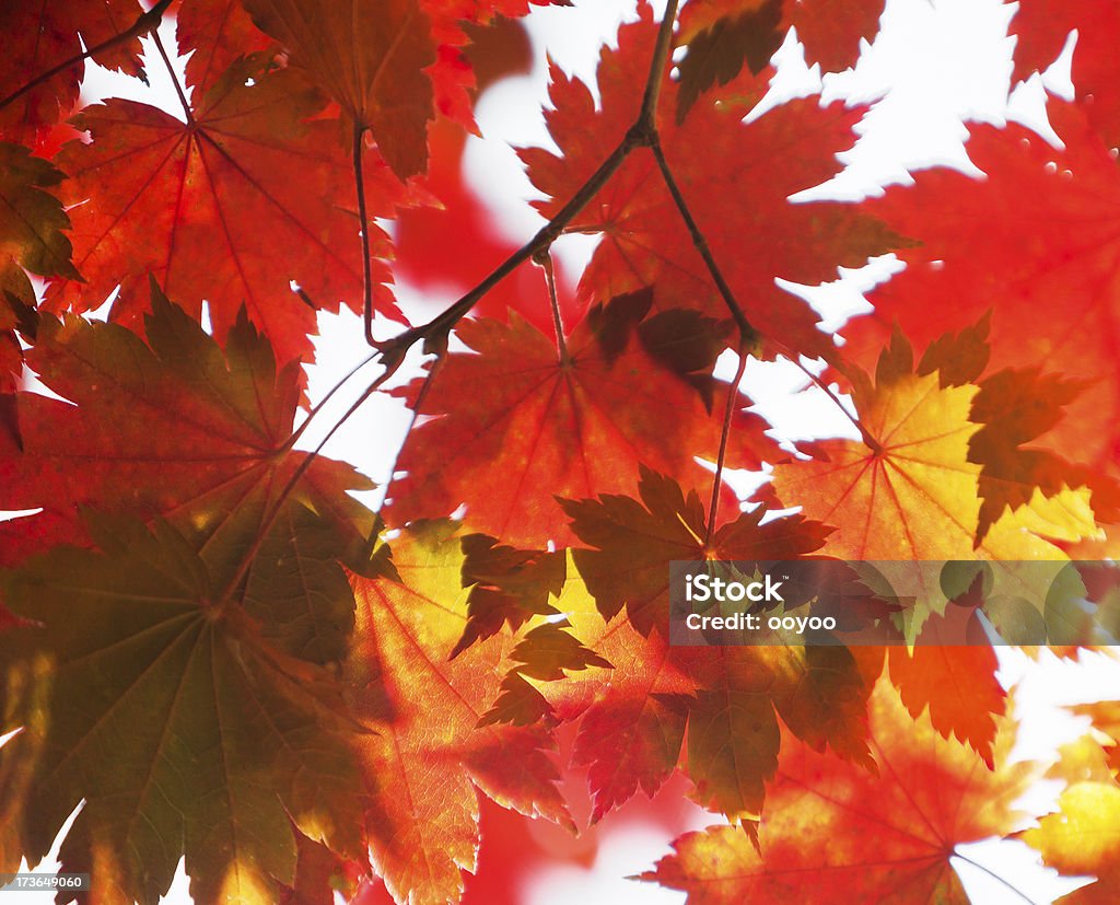 Hojas de otoño - Foto de stock de Abstracto libre de derechos