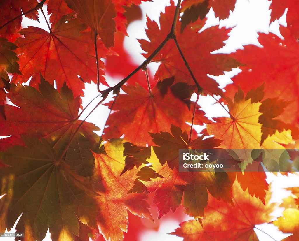 Autumn Leaves abstract fall foliage close up Abstract Stock Photo