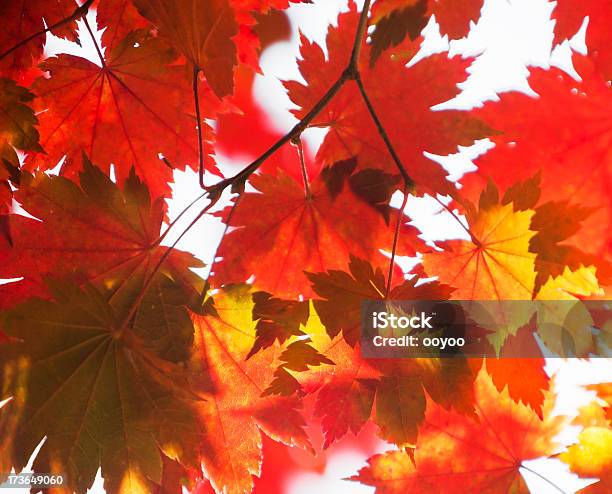 Autumn Leaves Stock Photo - Download Image Now - Abstract, Autumn, Autumn Leaf Color