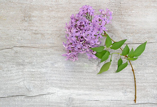 lilac branch on wooden background stock photo