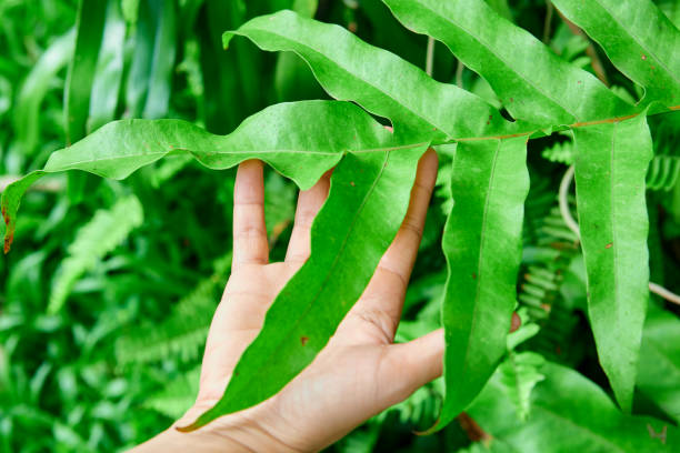 istock Cropped hand touching fern leaf in forest 1736493899
