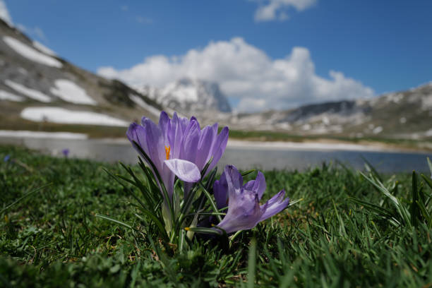 istock Crocuses at the Pietranzoni lake 1736498177
